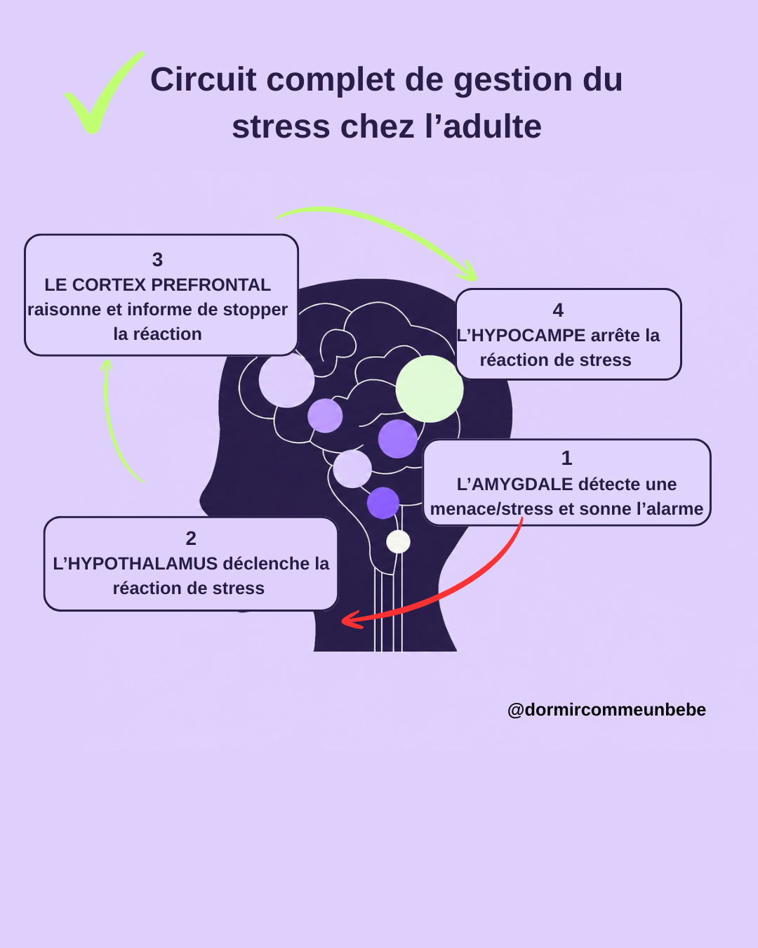 Circuit complet de gestion du stress chez l'adulte — axe LHPA