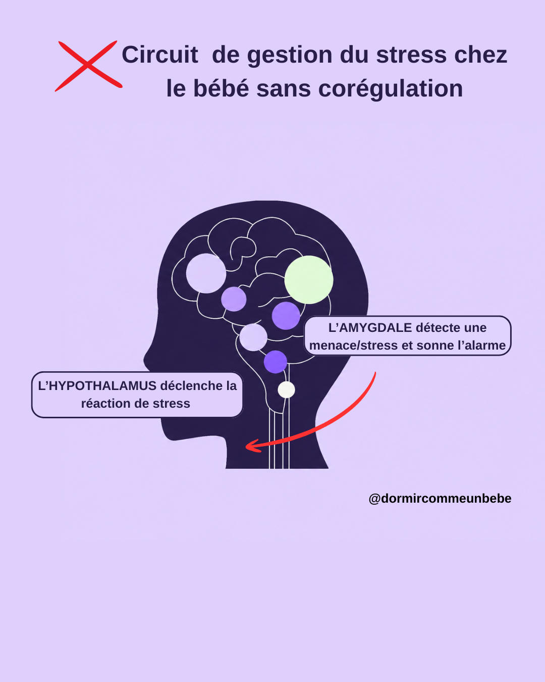 Circuit de gestion du stress chez le bébé sans co-régulation