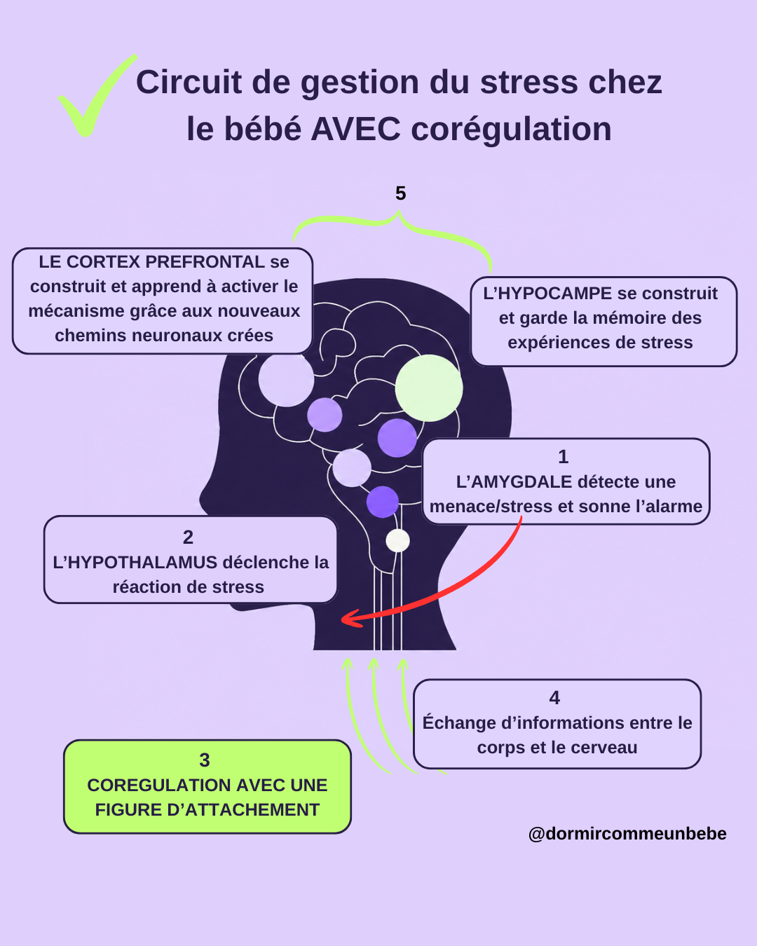 Circuit de gestion du stress chez le bébé avec co-régulation parentale